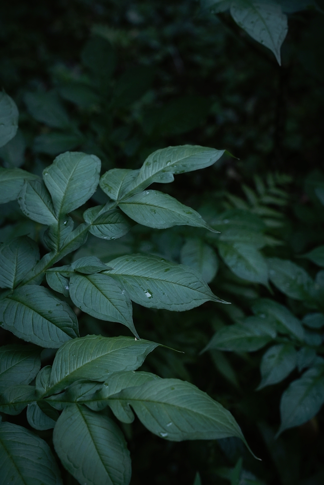 摄影｜扫丛（图ZMzk2NzM2MzY4） - 风光摄影 - 站酷设计师DARDAN原创素材 - 站酷ZCOOL