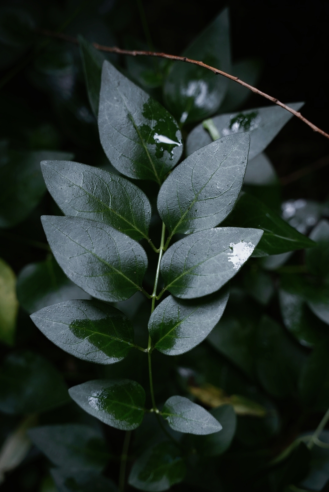 摄影｜扫丛（图ZMzk2NzM2Mzc2） - 风光摄影 - 站酷设计师DARDAN原创素材 - 站酷ZCOOL