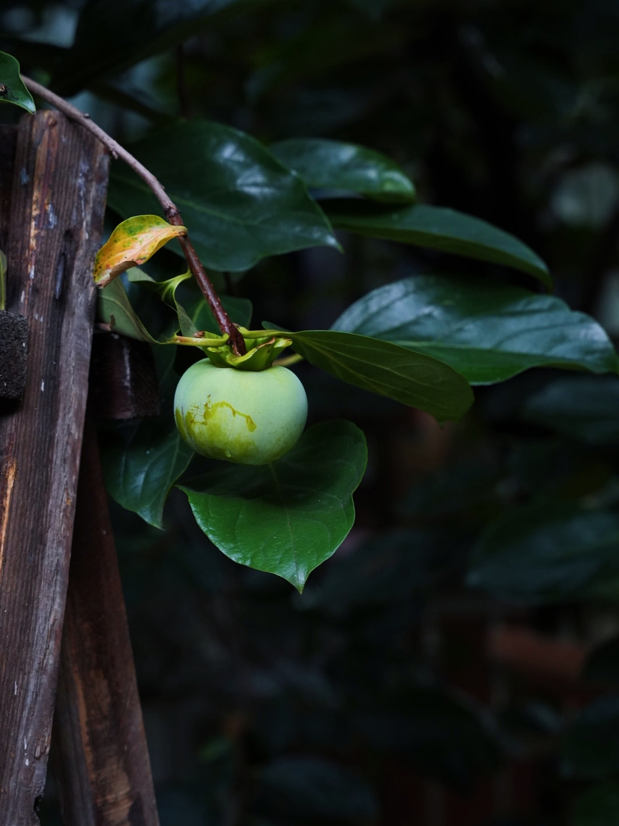 摄影｜扫丛（图ZMzk2NzM2Mzcy） - 风光摄影 - 站酷设计师DARDAN原创素材 - 站酷ZCOOL