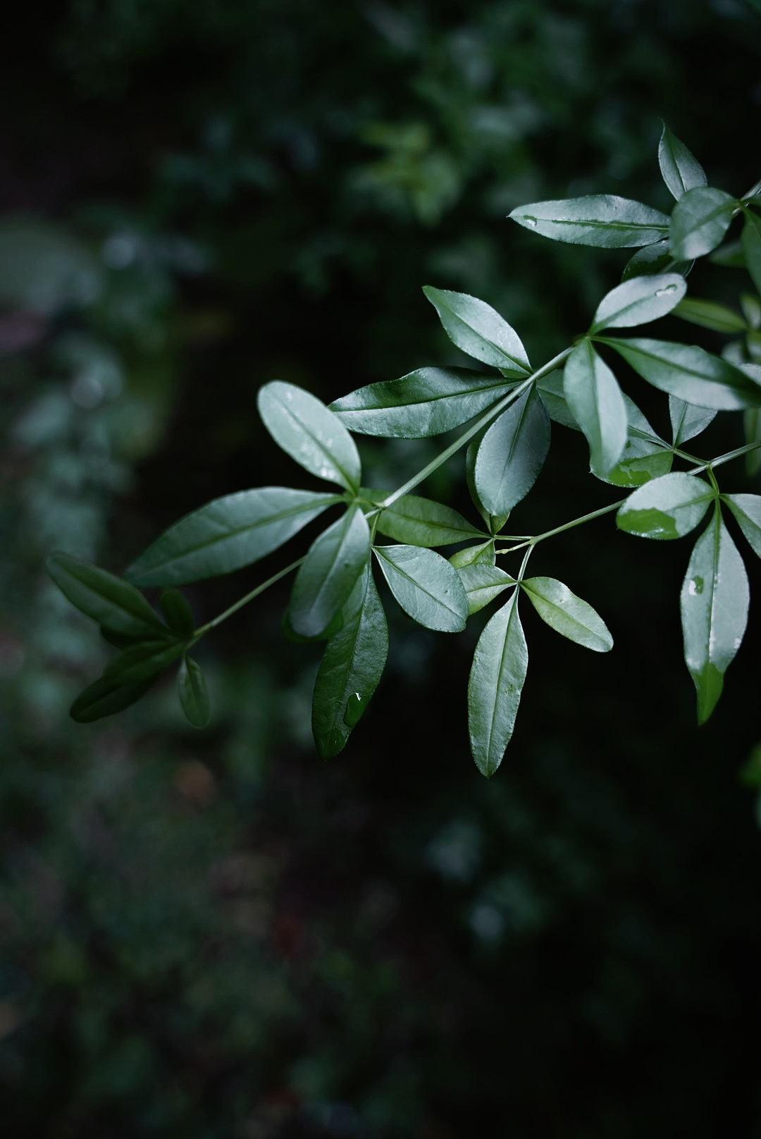 摄影｜扫丛（图ZMzk2NzM2Mzgw） - 风光摄影 - 站酷设计师DARDAN原创素材 - 站酷ZCOOL