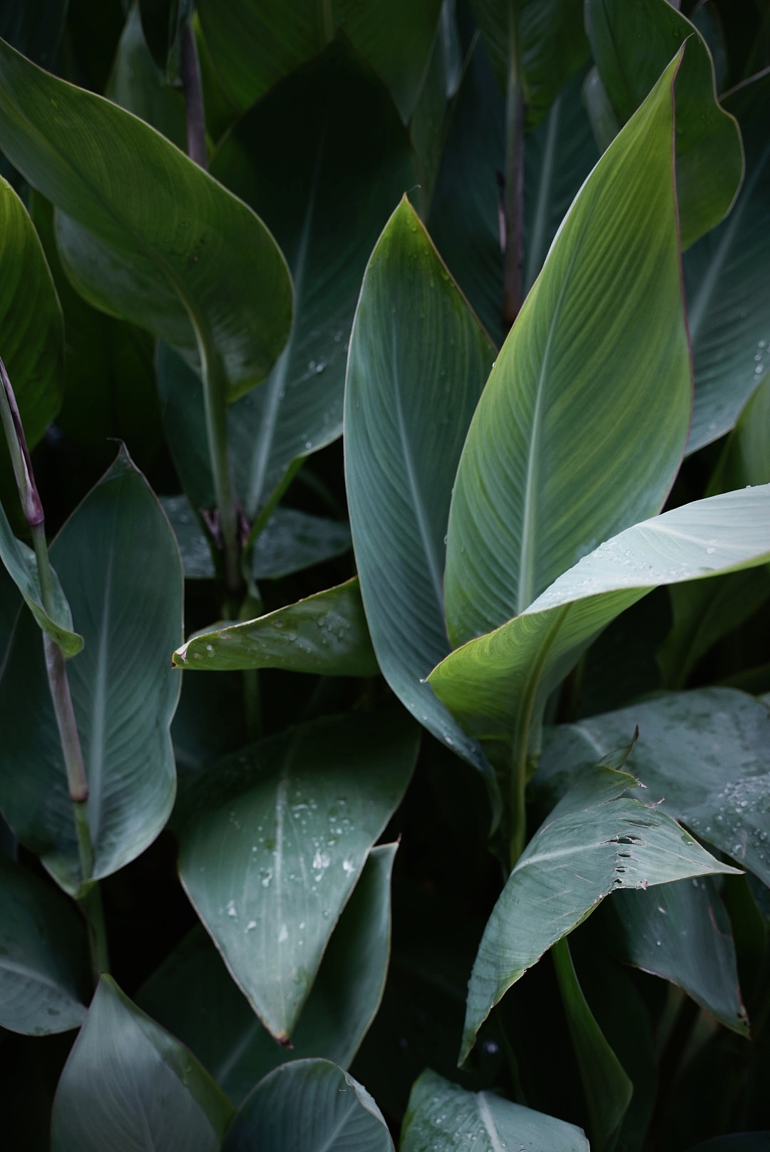 摄影｜扫丛（图ZMzk2NzM2Mzg0） - 风光摄影 - 站酷设计师DARDAN原创素材 - 站酷ZCOOL