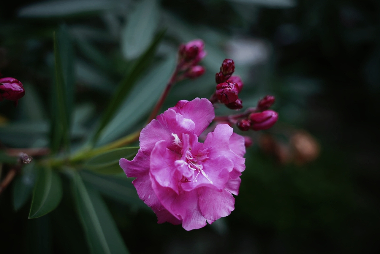 摄影｜扫丛（图ZMzk2NzM2Mzk2） - 风光摄影 - 站酷设计师DARDAN原创素材 - 站酷ZCOOL