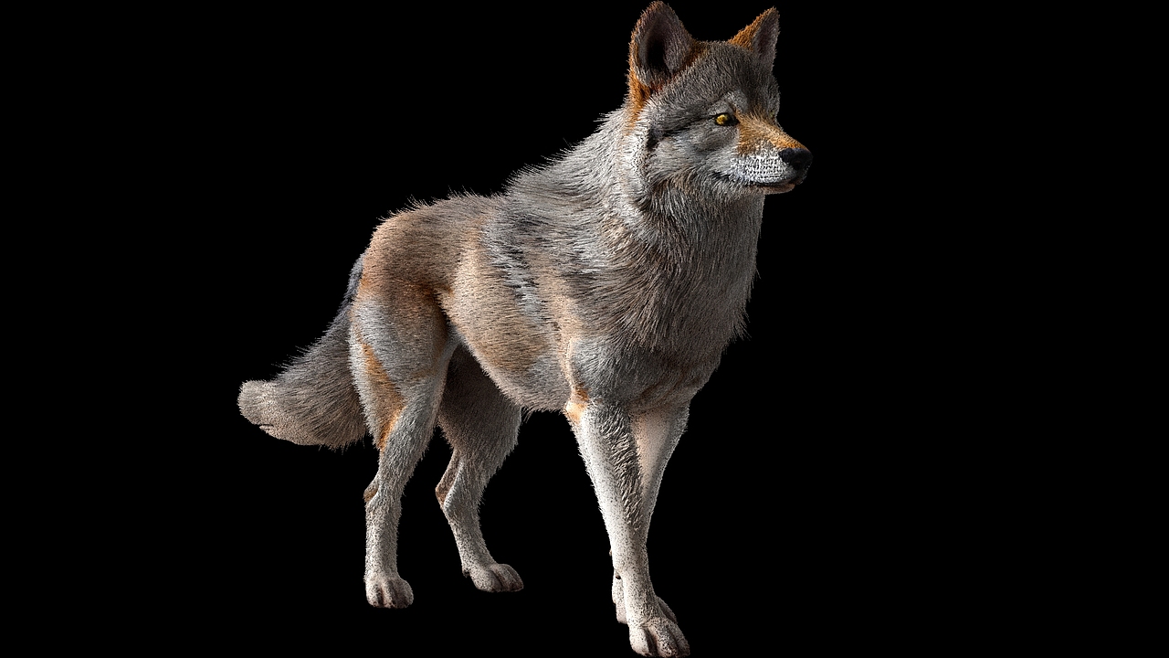 max自带毛发，混元出模型贴图，写实狼模型（图ZMzk2NzQzMTM2） - 人物/生物 - 站酷设计师CGMPlayer原创素材 - 站酷ZCOOL