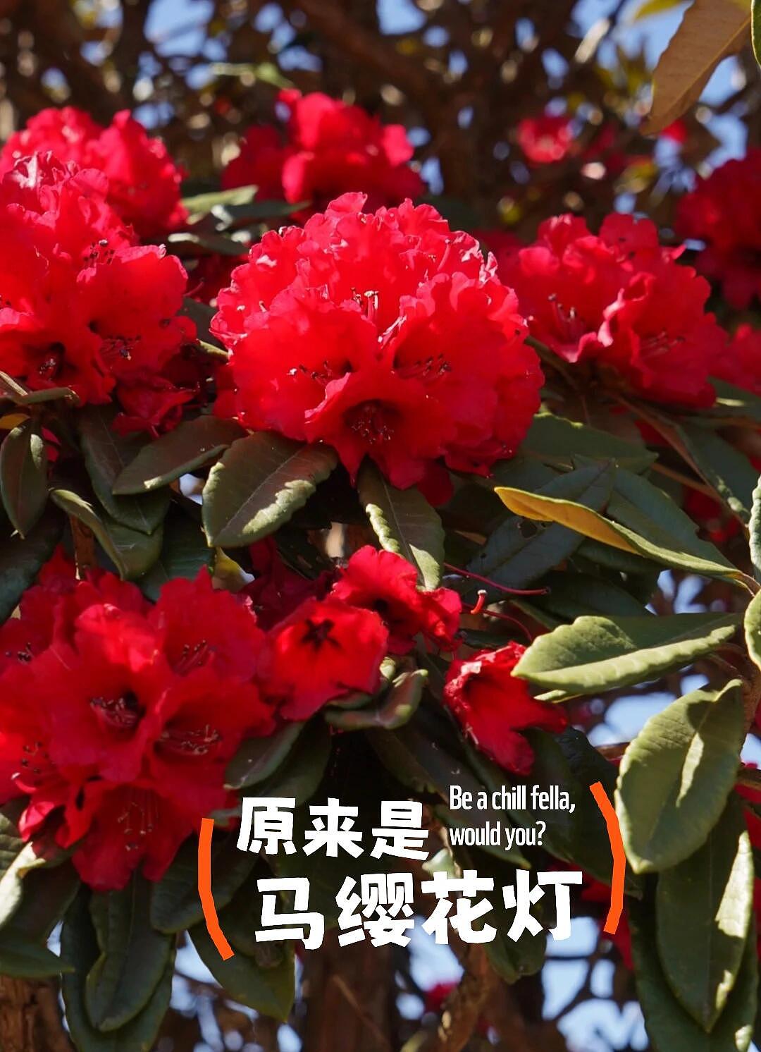 马缨花文化景观路灯（图ZMzk2NzY3Njcy） - 环境/建筑摄影 - 站酷设计师世博光电景观灯原创素材 - 站酷ZCOOL