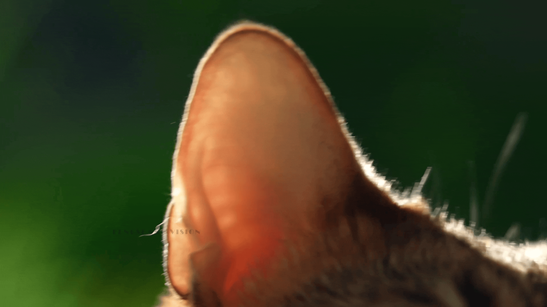 猫粮视频丨宠物产品拍摄丨宠物用品拍摄