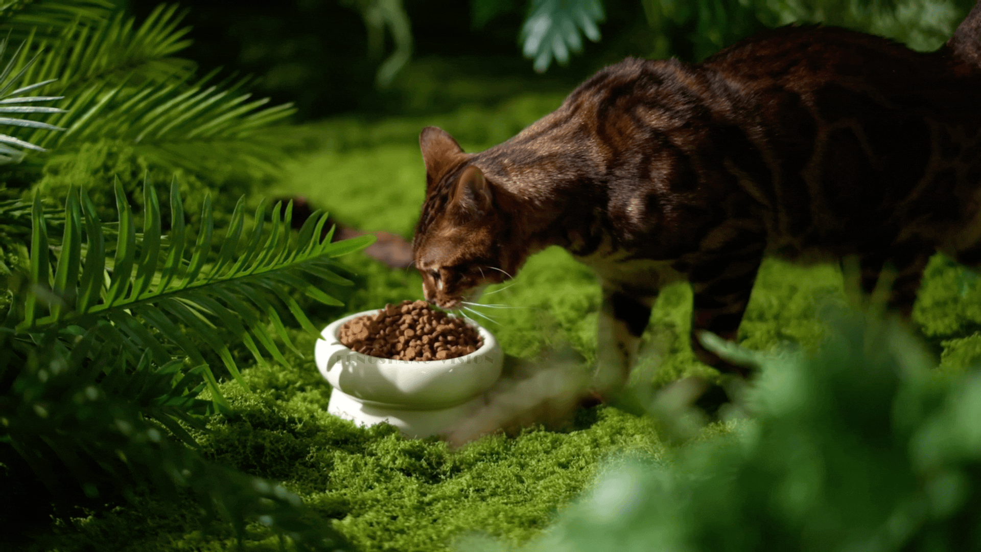 猫粮视频丨宠物产品拍摄丨宠物用品拍摄