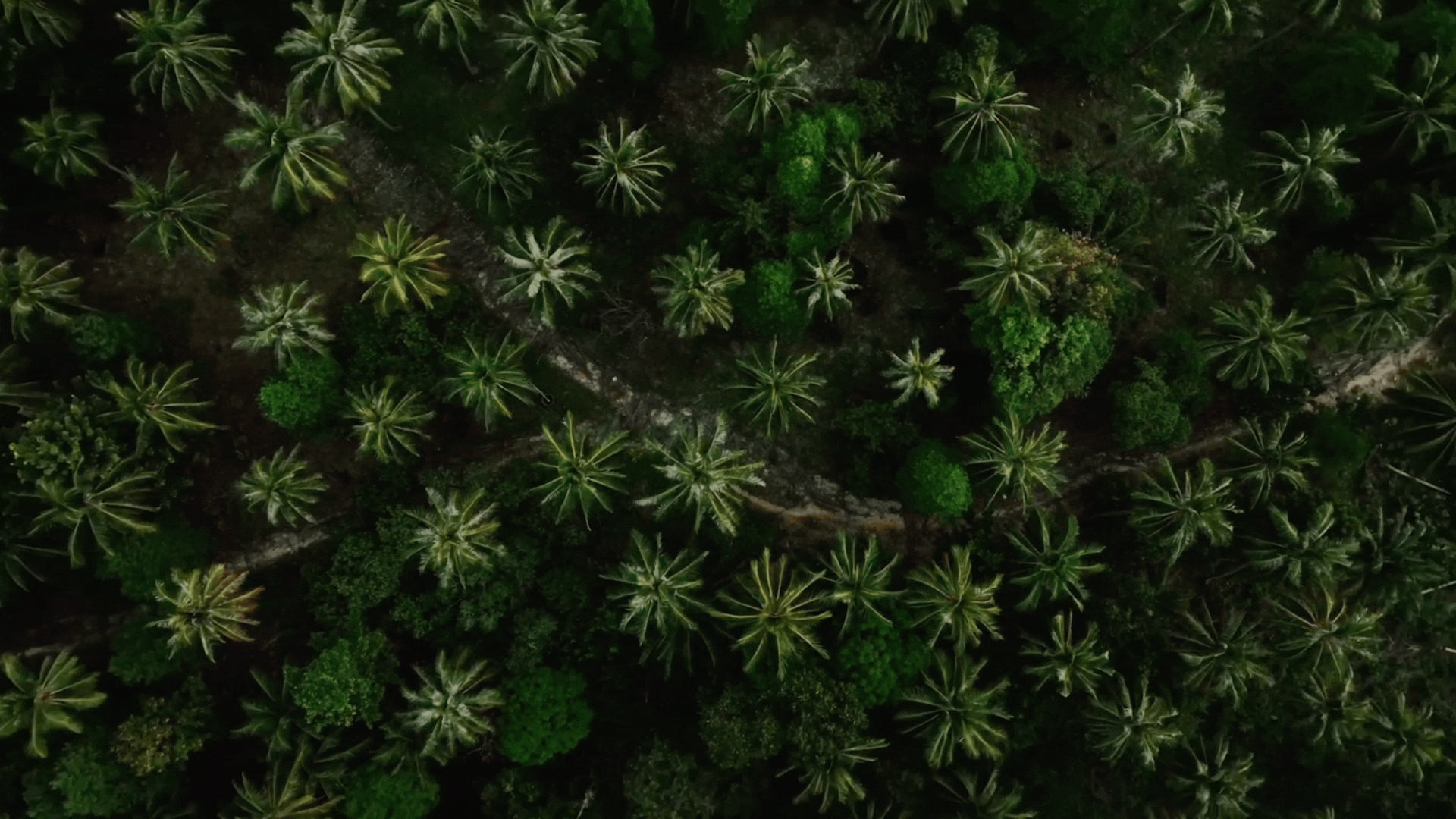 猫粮视频丨宠物产品拍摄丨宠物用品拍摄