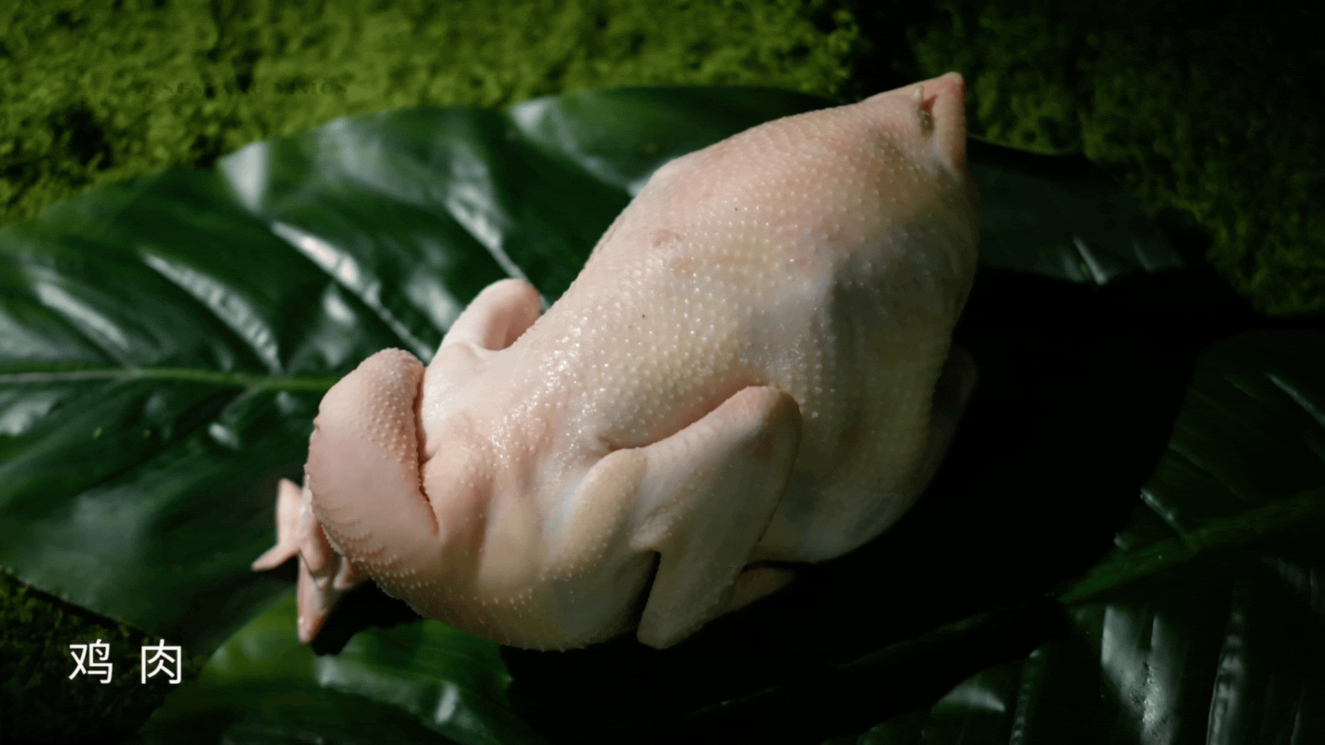 猫粮视频丨宠物产品拍摄丨宠物用品拍摄