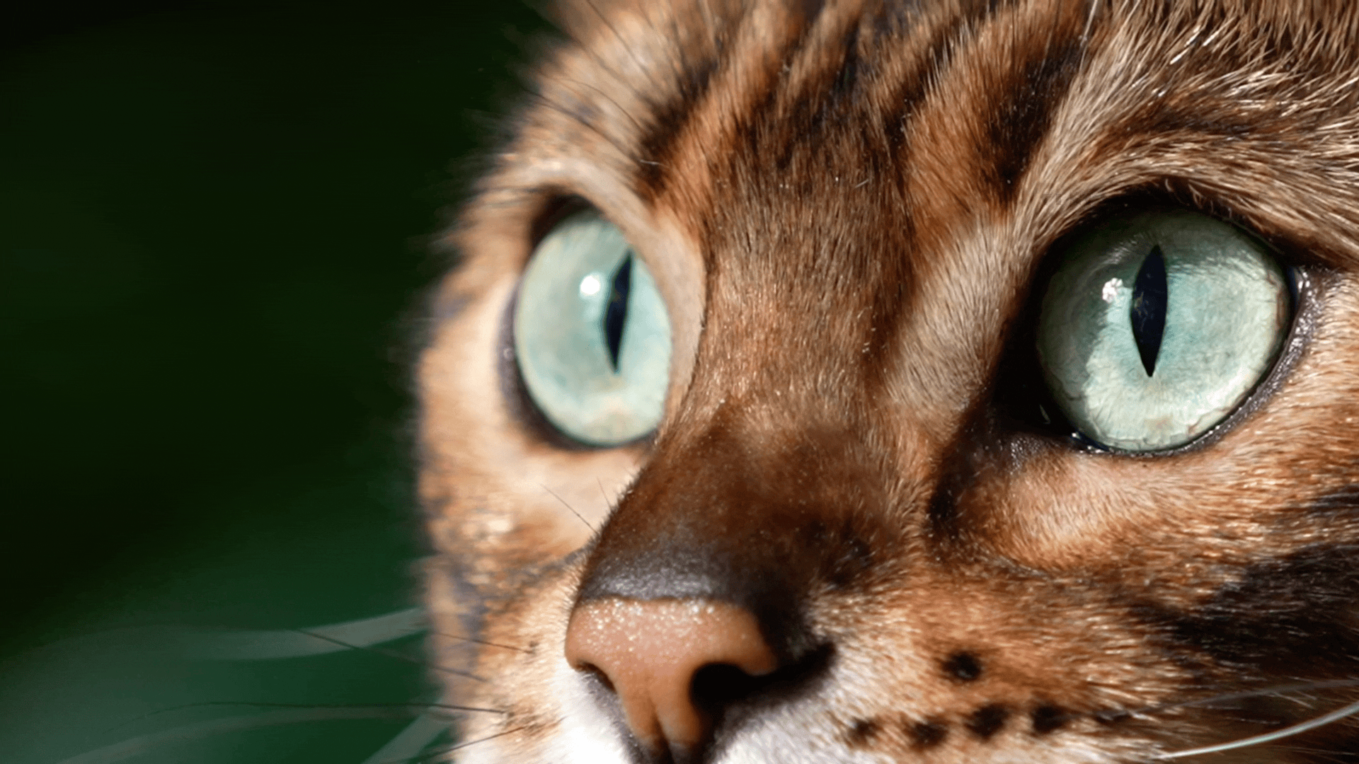 猫粮视频丨宠物产品拍摄丨宠物用品拍摄