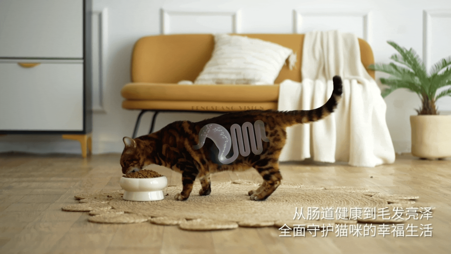 猫粮视频丨宠物产品拍摄丨宠物用品拍摄