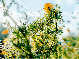被荆棘缠绕着的花朵，还努力一直向上