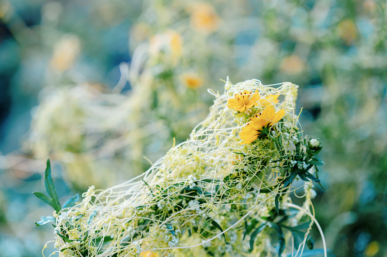 被荆棘缠绕着的花朵，还努力一直向上