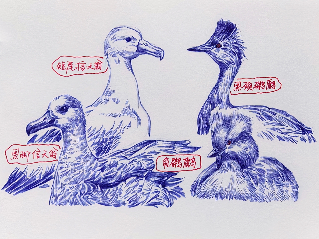 中国野生保护动物系列~圆珠笔手绘（图ZMzk2ODk1MDIw） - 绘画 - 站酷设计师及己原创素材 - 站酷ZCOOL