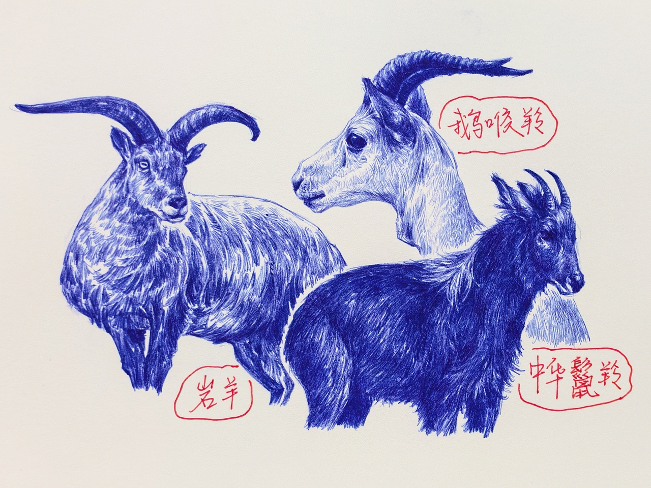 中国野生保护动物系列~圆珠笔手绘（图ZMzk2ODk1MDY4） - 绘画 - 站酷设计师及己原创素材 - 站酷ZCOOL