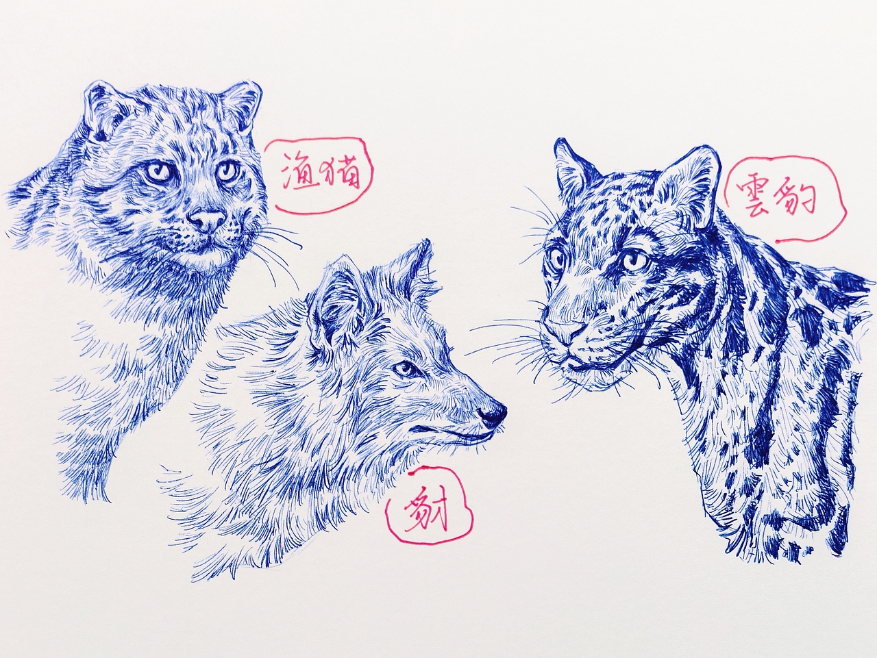 中国野生保护动物系列~圆珠笔手绘（图ZMzk2ODk1MDg4） - 绘画 - 站酷设计师及己原创素材 - 站酷ZCOOL