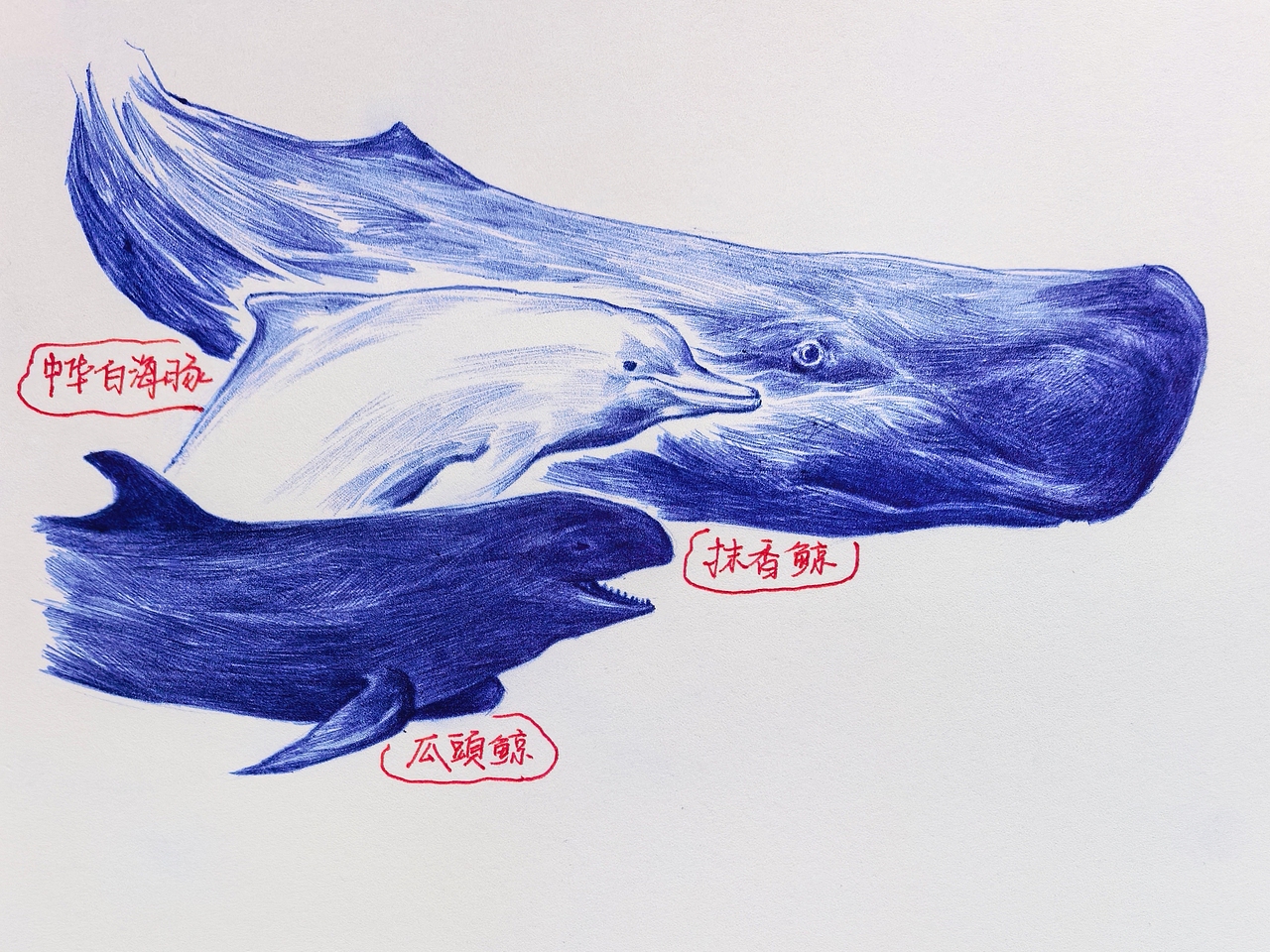 中国野生保护动物系列~圆珠笔手绘（图ZMzk2ODk1MDUy） - 绘画 - 站酷设计师及己原创素材 - 站酷ZCOOL