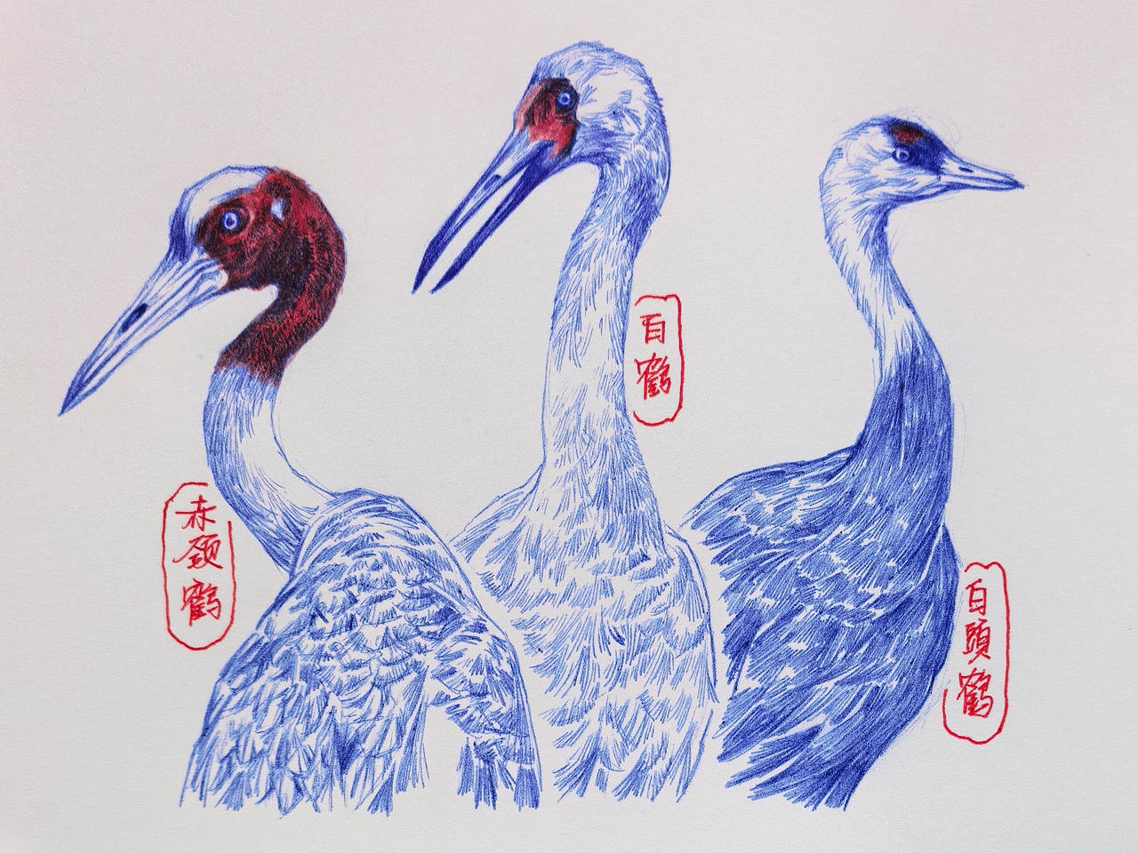 中国野生保护动物系列~圆珠笔手绘（图ZMzk2ODk1MDM2） - 绘画 - 站酷设计师及己原创素材 - 站酷ZCOOL