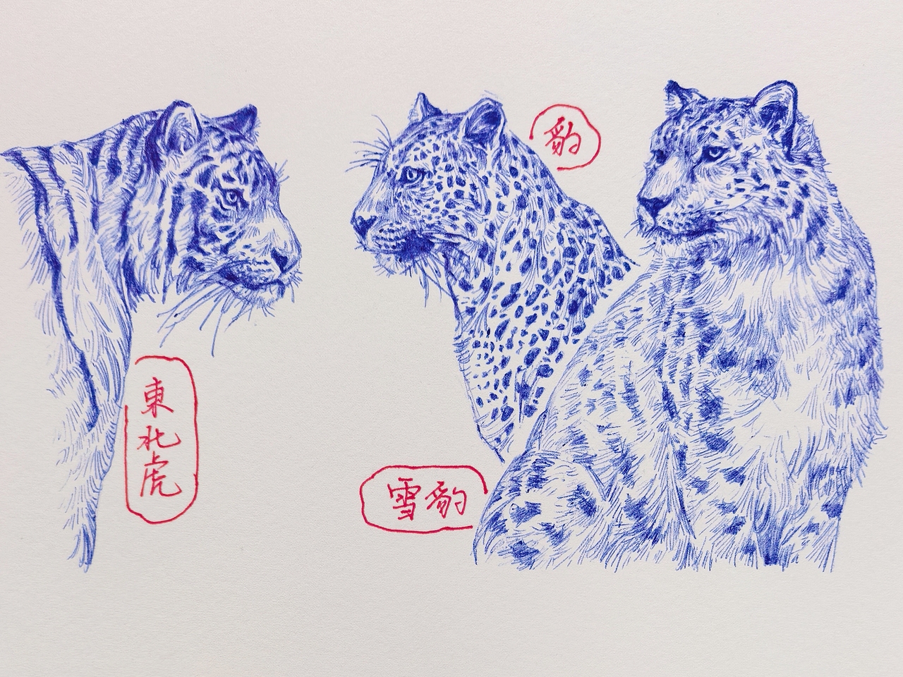 中国野生保护动物系列~圆珠笔手绘（图ZMzk2ODk1MDky） - 绘画 - 站酷设计师及己原创素材 - 站酷ZCOOL