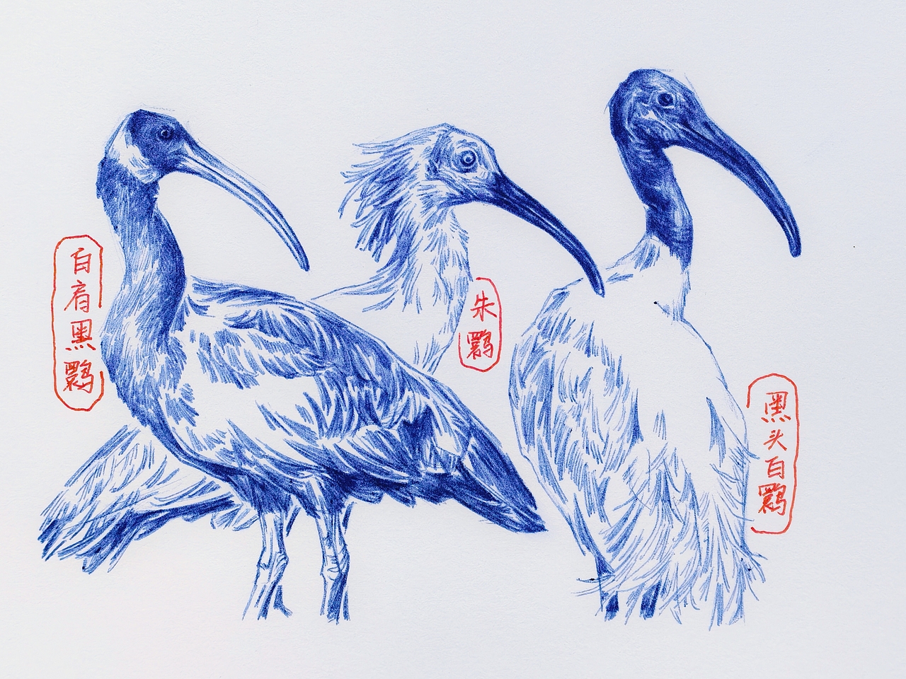 中国野生保护动物系列~圆珠笔手绘（图ZMzk2ODk1MDI0） - 绘画 - 站酷设计师及己原创素材 - 站酷ZCOOL