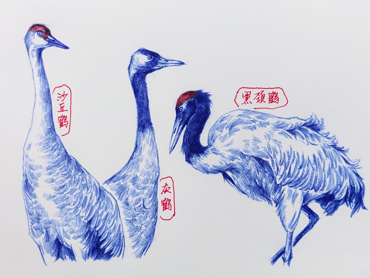 中国野生保护动物系列~圆珠笔手绘（图ZMzk2ODk1MDQw） - 绘画 - 站酷设计师及己原创素材 - 站酷ZCOOL