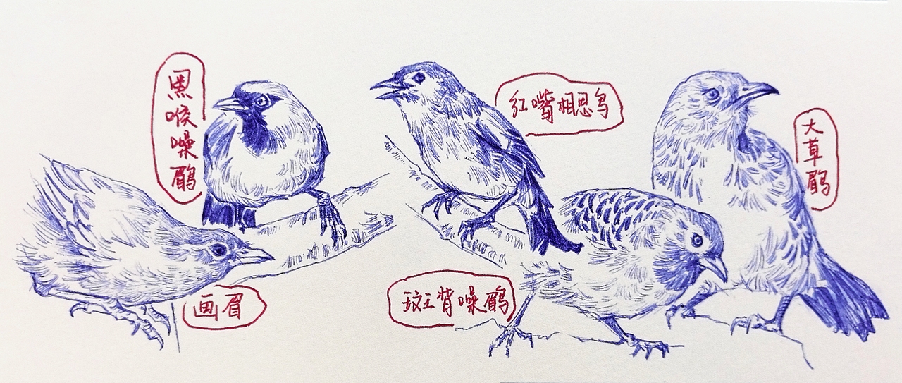 中国野生保护动物系列~圆珠笔手绘（图ZMzk2ODk1MTIw） - 绘画 - 站酷设计师及己原创素材 - 站酷ZCOOL