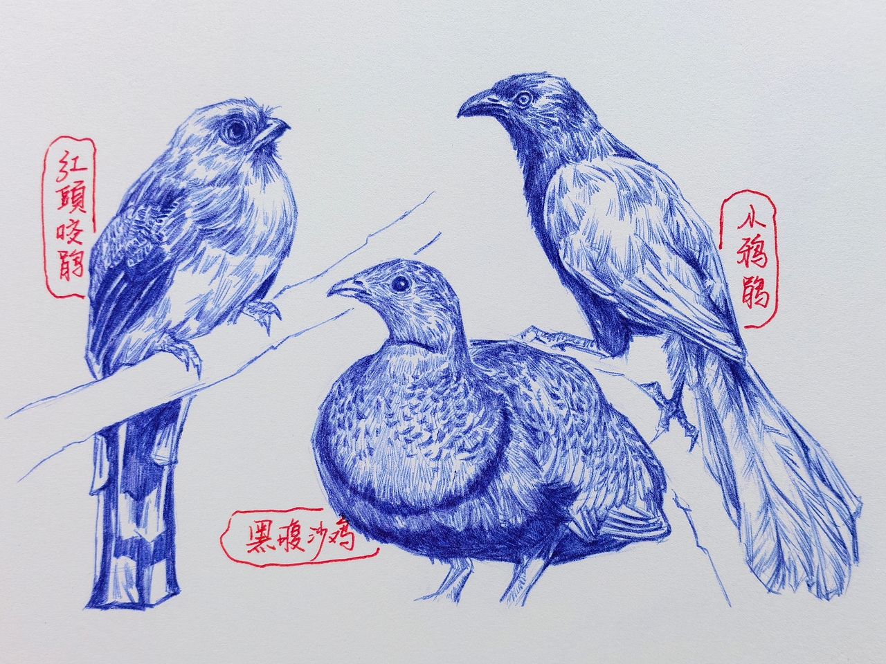 中国野生保护动物系列~圆珠笔手绘（图ZMzk2ODk1MDQ4） - 绘画 - 站酷设计师及己原创素材 - 站酷ZCOOL