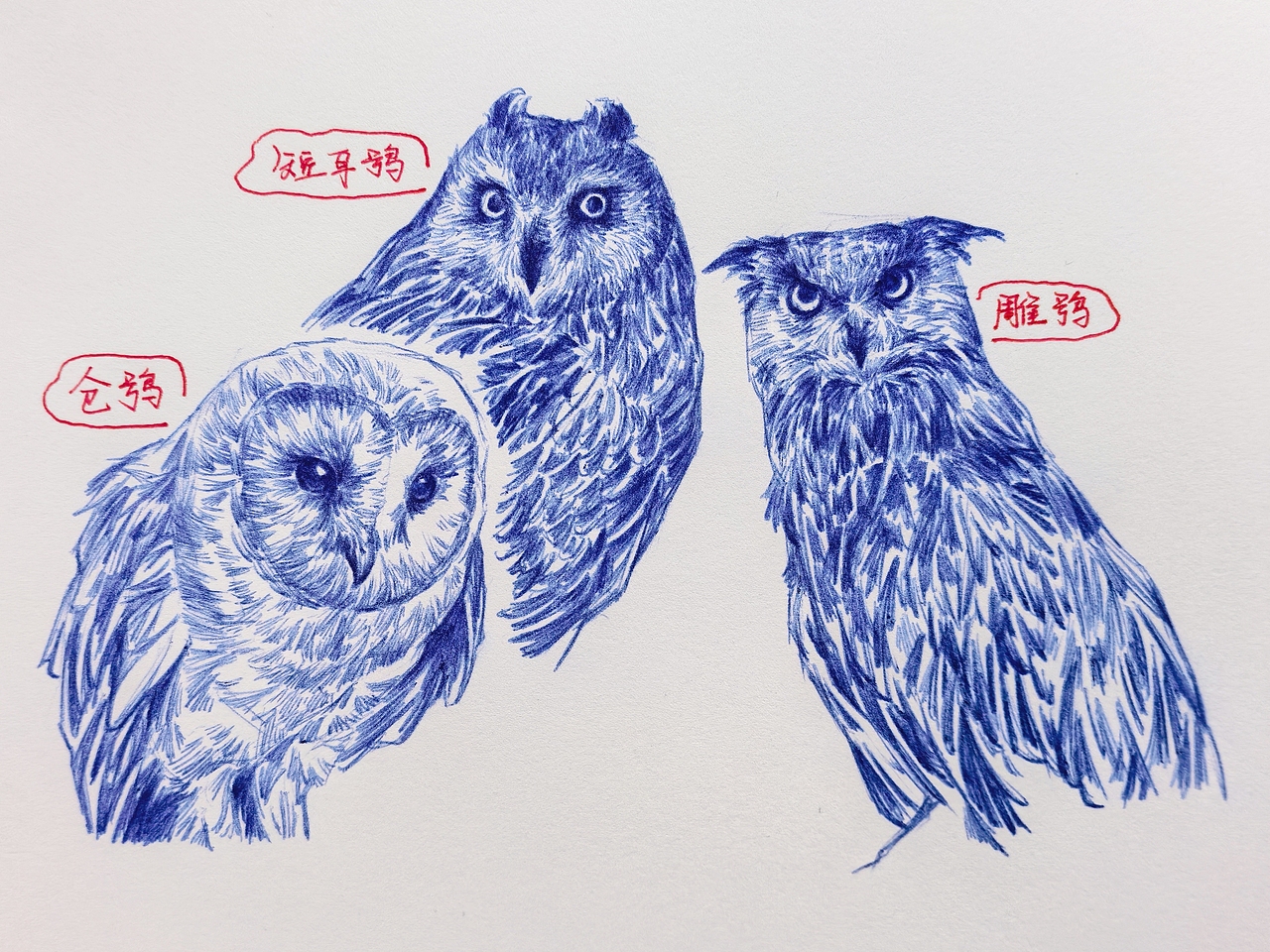 中国野生保护动物系列~圆珠笔手绘（图ZMzk2ODk1MTgw） - 绘画 - 站酷设计师及己原创素材 - 站酷ZCOOL