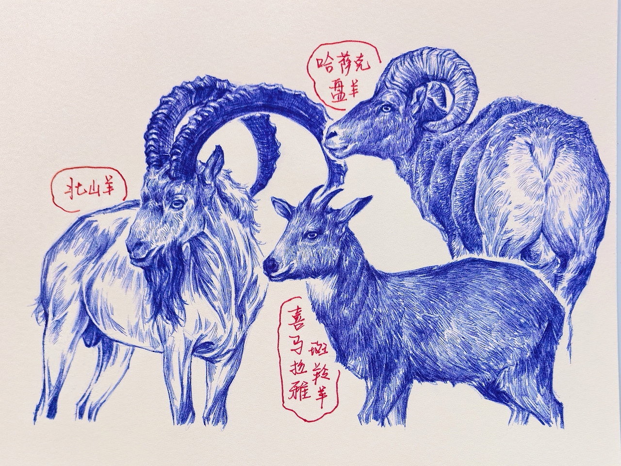 中国野生保护动物系列~圆珠笔手绘（图ZMzk2ODk1MjE2） - 绘画 - 站酷设计师及己原创素材 - 站酷ZCOOL