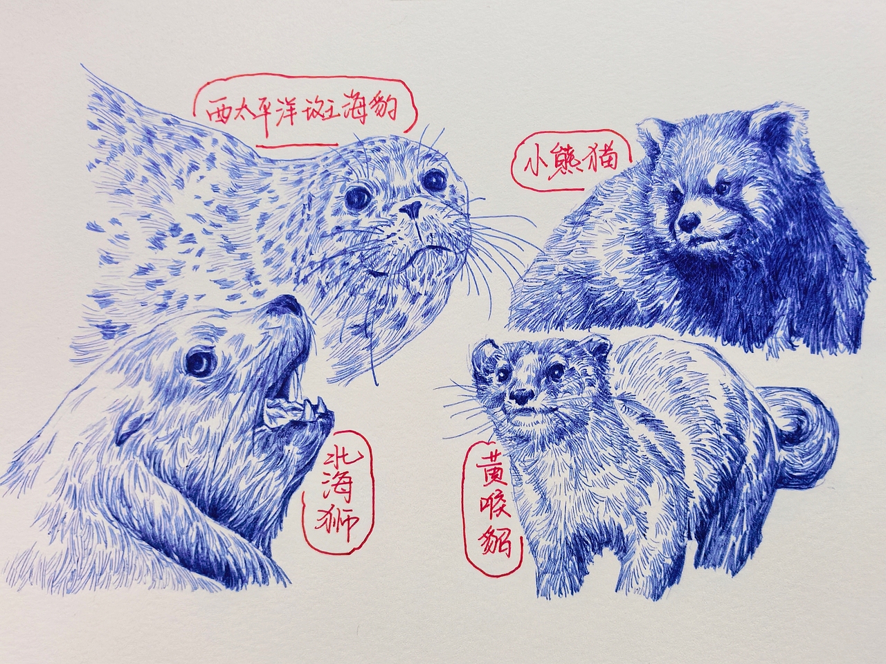 中国野生保护动物系列~圆珠笔手绘（图ZMzk2ODk1MjIw） - 绘画 - 站酷设计师及己原创素材 - 站酷ZCOOL