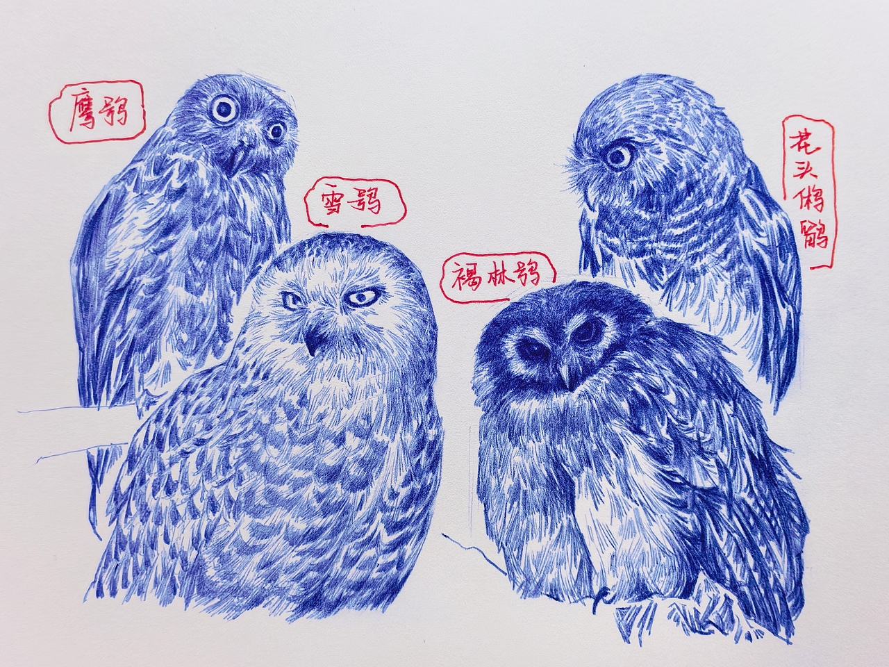 中国野生保护动物系列~圆珠笔手绘（图ZMzk2ODk1MTg0） - 绘画 - 站酷设计师及己原创素材 - 站酷ZCOOL