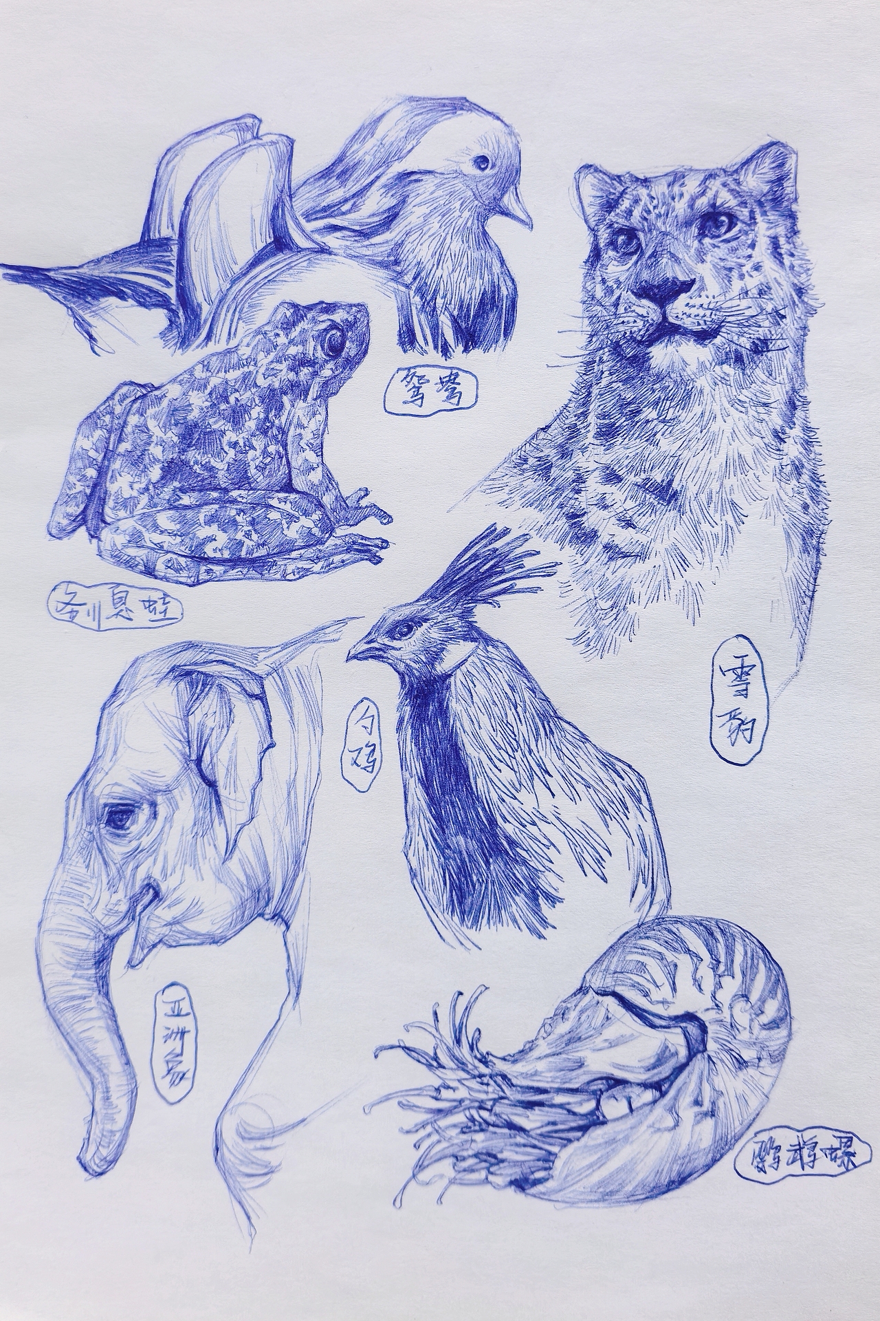 中国野生保护动物系列~圆珠笔手绘（图ZMzk2ODk1MTYw） - 绘画 - 站酷设计师及己原创素材 - 站酷ZCOOL