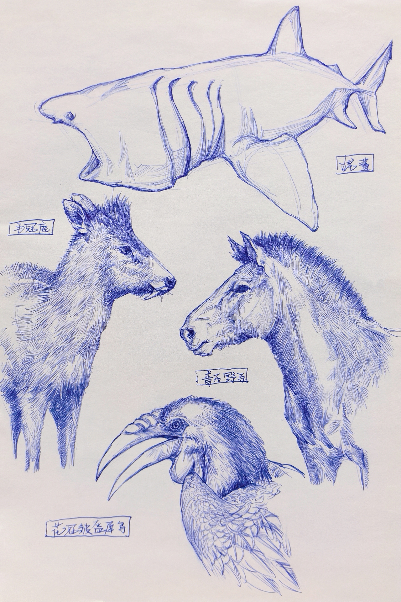 中国野生保护动物系列~圆珠笔手绘（图ZMzk2ODk1MTU2） - 绘画 - 站酷设计师及己原创素材 - 站酷ZCOOL