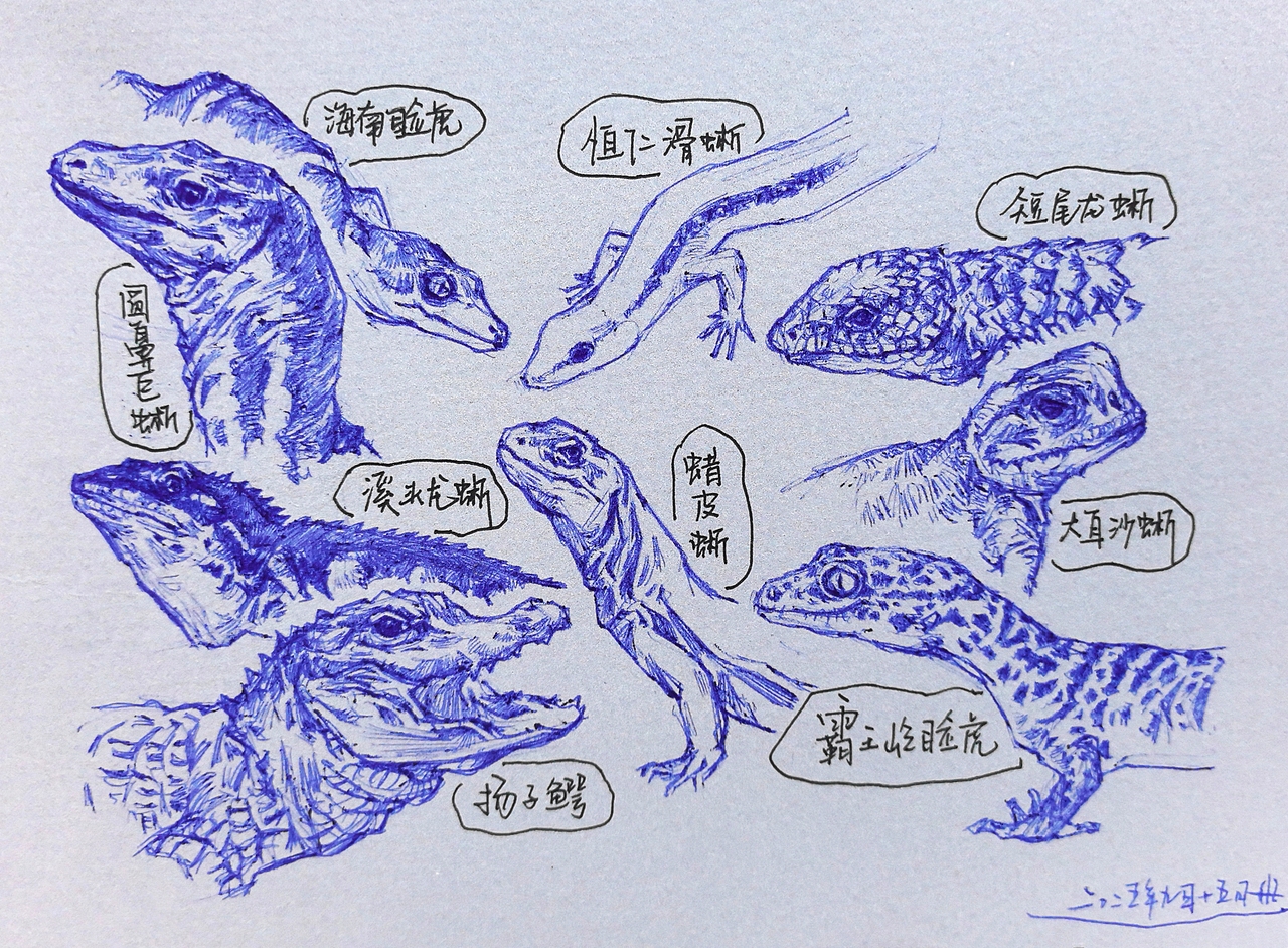 中国野生保护动物系列~圆珠笔手绘（图ZMzk2ODk1MjQw） - 绘画 - 站酷设计师及己原创素材 - 站酷ZCOOL