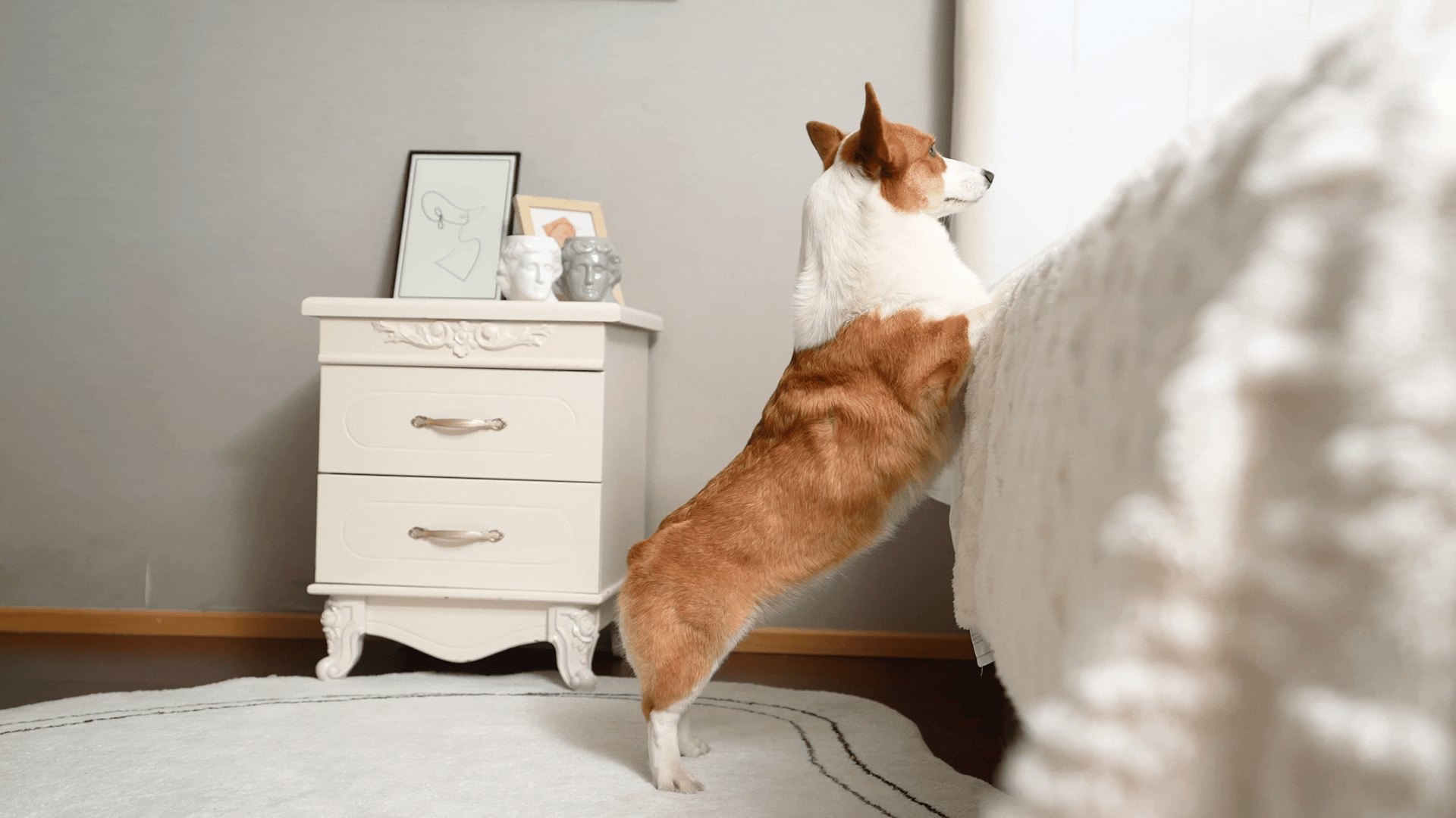 亚马逊宠物楼梯视频丨宠物产品视频丨宠物用品拍摄