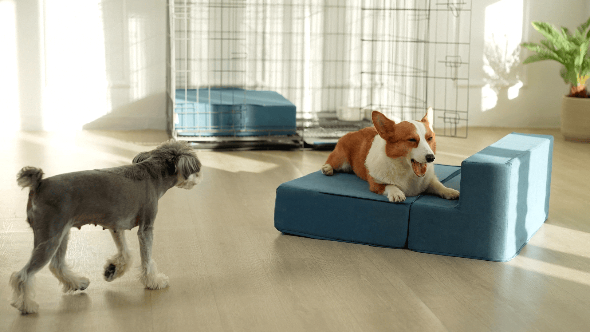 亚马逊宠物楼梯视频丨宠物产品视频丨宠物用品拍摄