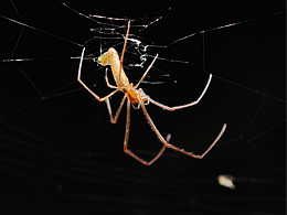 手机微距摄影 小米13Pro