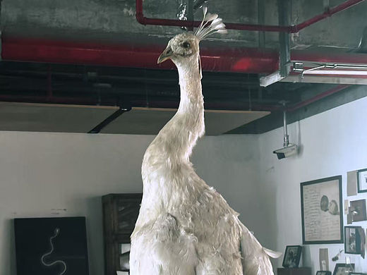 白孔雀标本