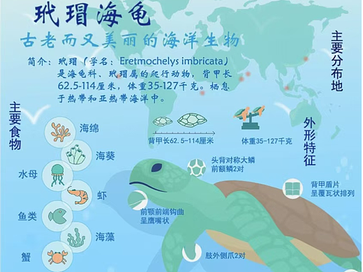 PS海报-海洋生物科普