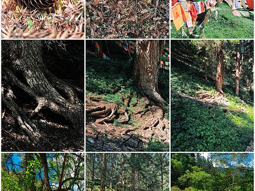 川西宝藏地：大录原始森林与神仙坪的梦幻联动