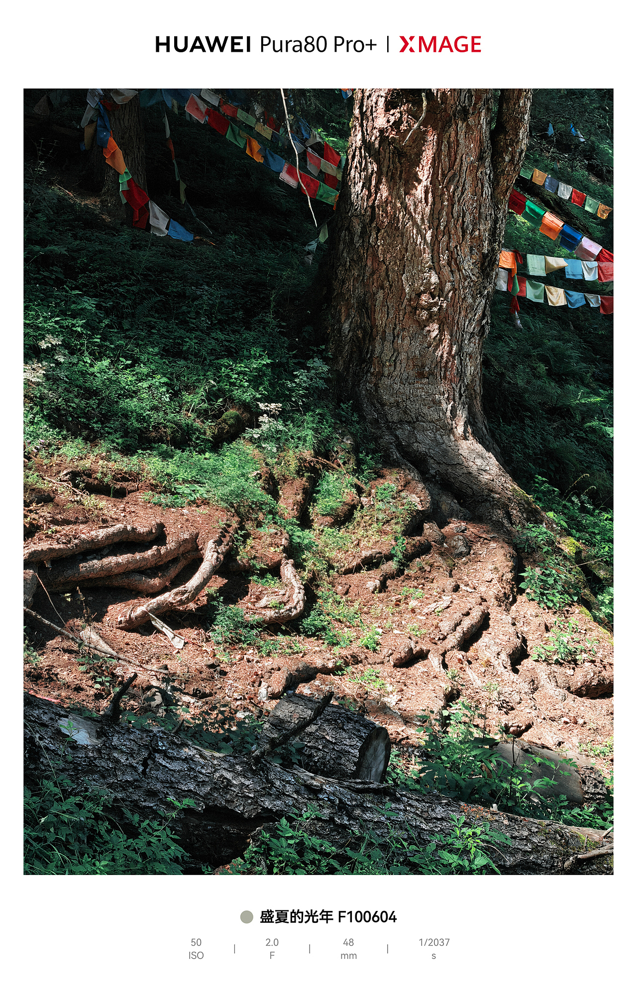 川西宝藏地：大录原始森林与神仙坪的梦幻联动（图ZMzk3MDIzNjgw） - 风光摄影 - 站酷设计师图龙摄影原创素材 - 站酷ZCOOL