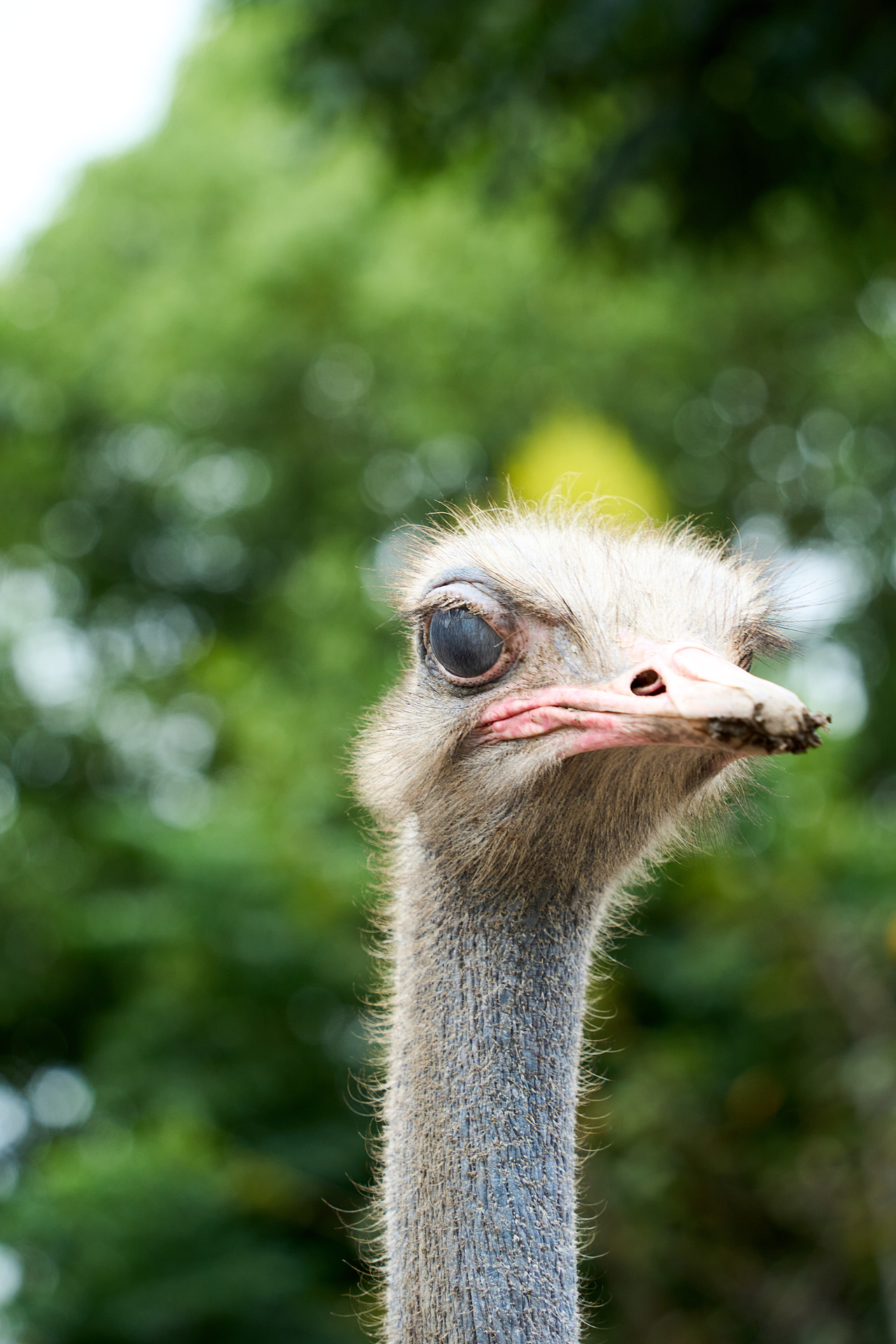 宠物风光摄影 | 📍华章・银杏天鹅湖