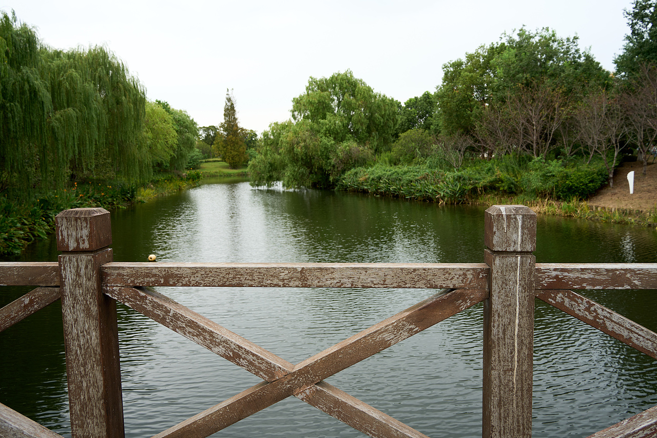 宠物风光摄影 | 📍华章・银杏天鹅湖