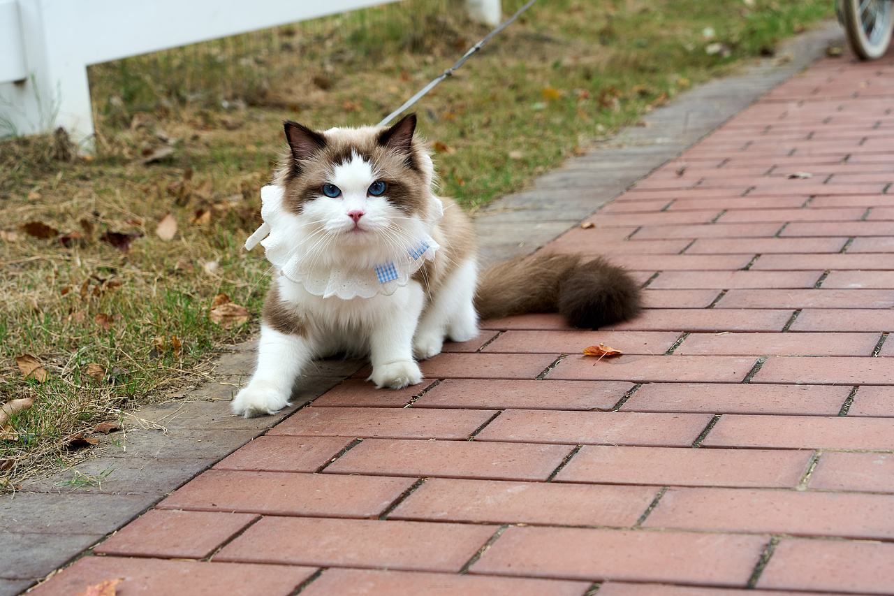 宠物风光摄影 | 📍华章・银杏天鹅湖