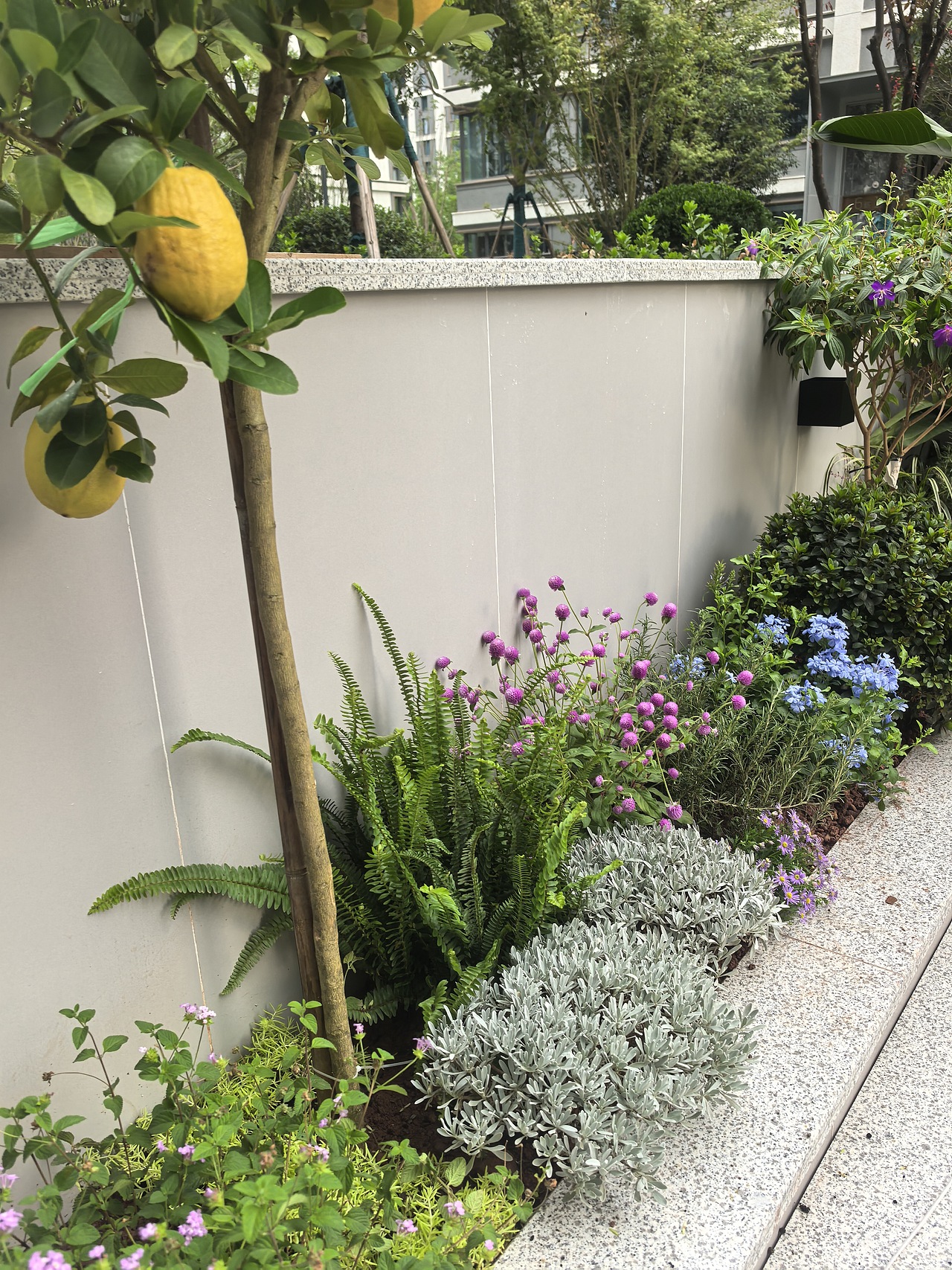 65㎡极简风庭院花园落地效果