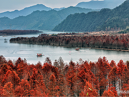 皖南川藏线落羽杉湿地