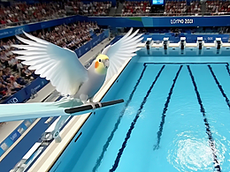 【鹦国跳水队】冠军鹦鹉现场吃奖杯