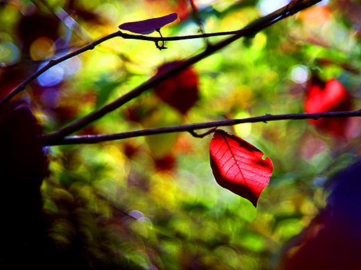 红叶