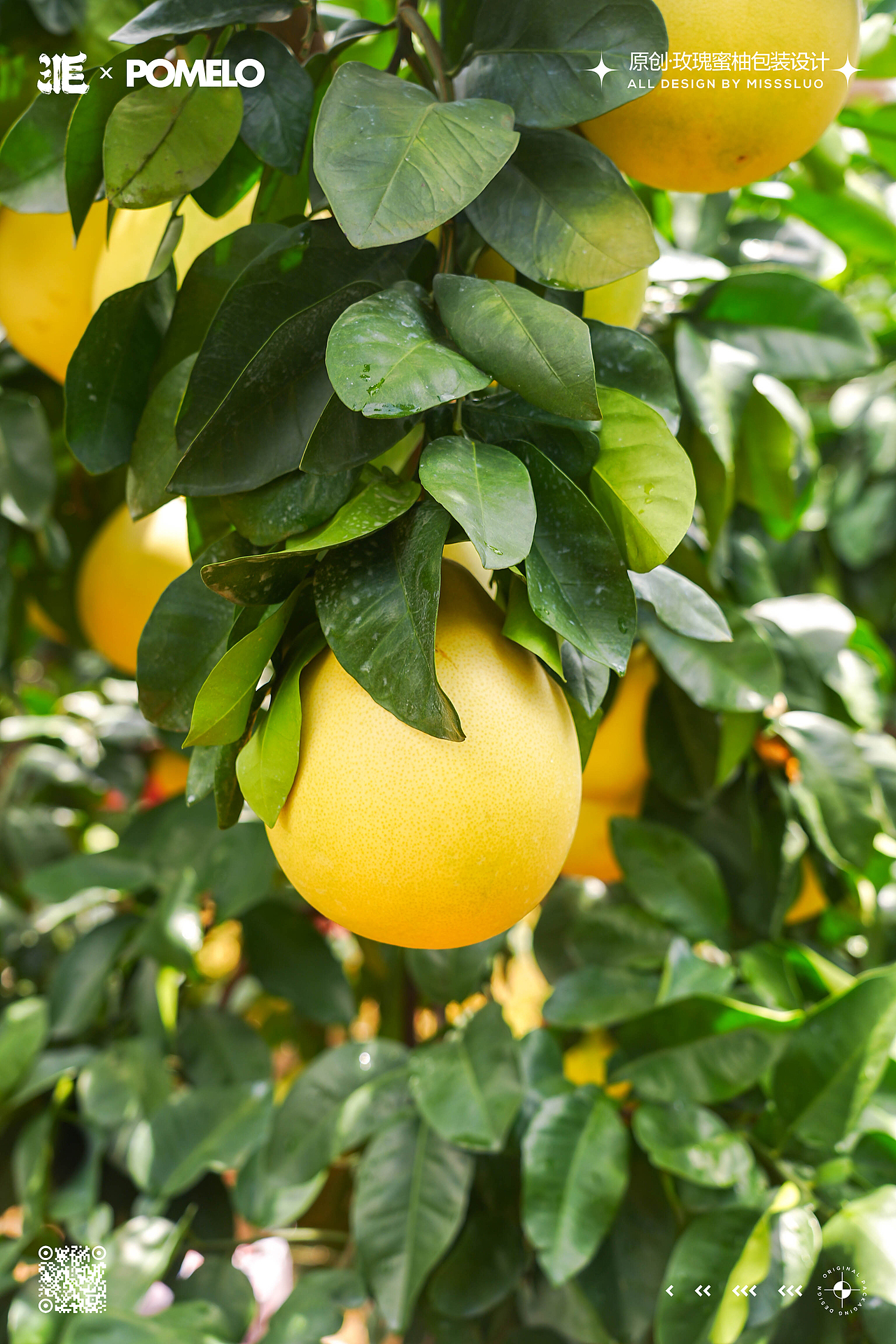 原创水果插画四大名柚包装设计