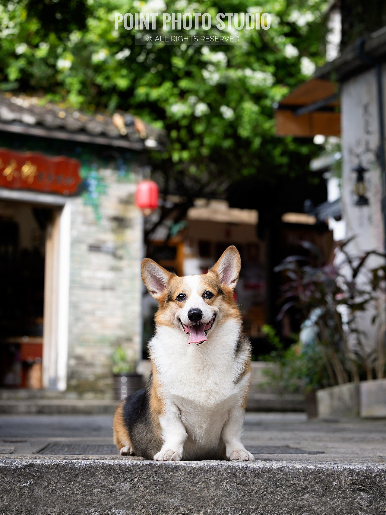 【宠物摄影】小狗也爱中国风（图ZMzk3MjA0MzMy） - 宠物摄影 - 站酷设计师Pointphoto原创素材 - 站酷ZCOOL