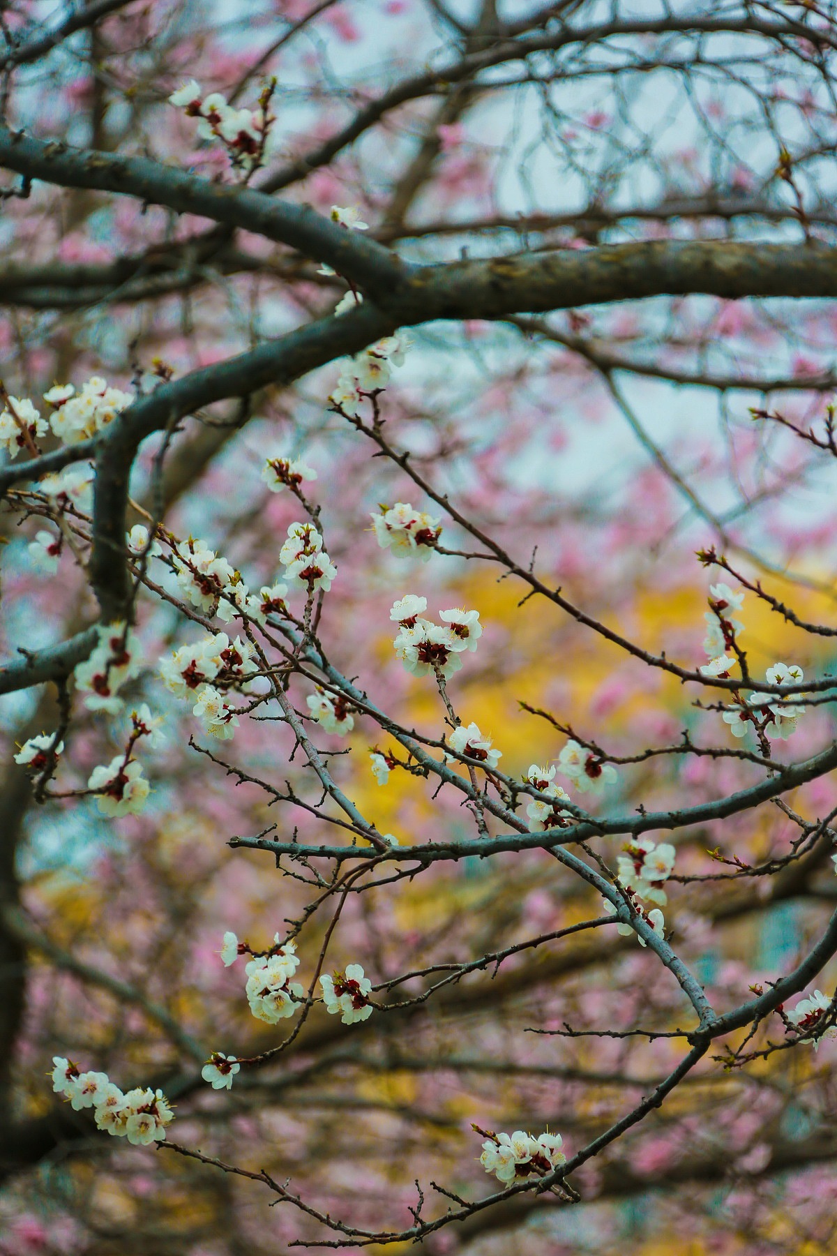 风景摄影-春天的师大（图ZMzk3MjEzMjc2） - 风光摄影 - 站酷设计师Art56789原创素材 - 站酷ZCOOL